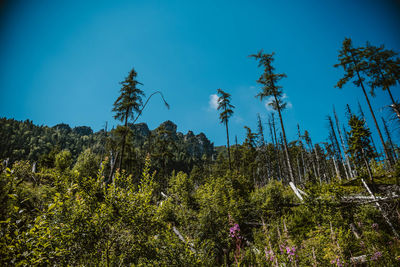 Low angle view of trees against clear blue sky