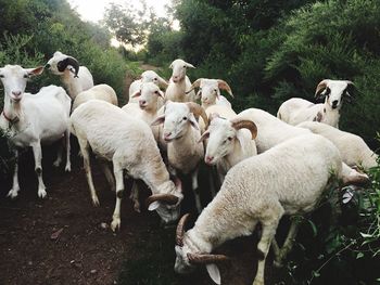 Sheep against plants