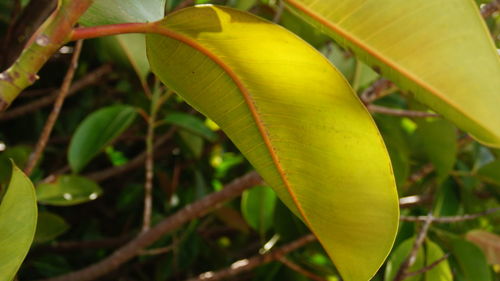 Close-up of leaves