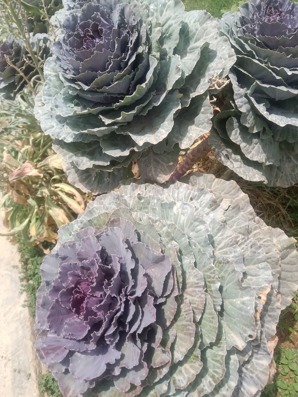 CLOSE-UP OF SUCCULENT PLANTS