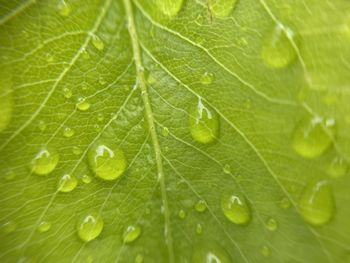 leaf