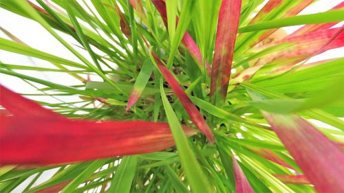 Close-up of fresh green plant