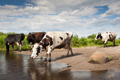 Cows on riverbank against sky