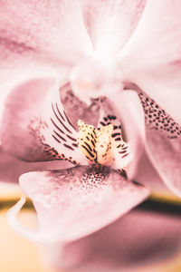 Close-up of pink rose flower