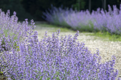 Close-up of purple lavender flowers on field