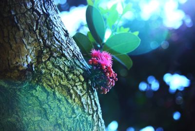 Close-up of butterfly on tree trunk