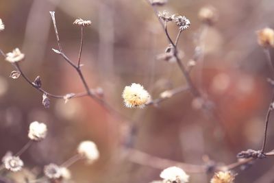 Close-up of flowering plant