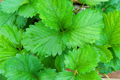 Full frame shot of green leaves