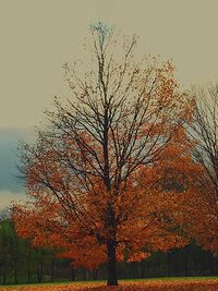 Bare trees on field at sunset