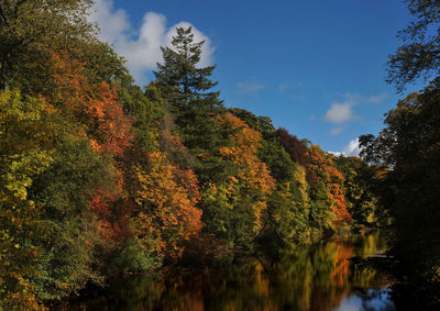 Reflection of trees in lake