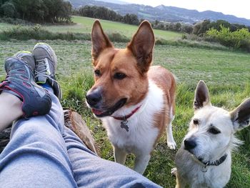 Low section of dog on grass