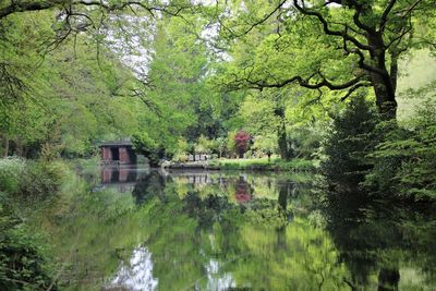 Scenic view of lake in forest