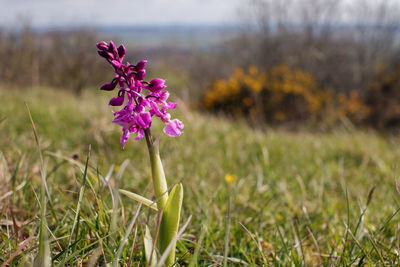 Close-up of flowers blooming on field