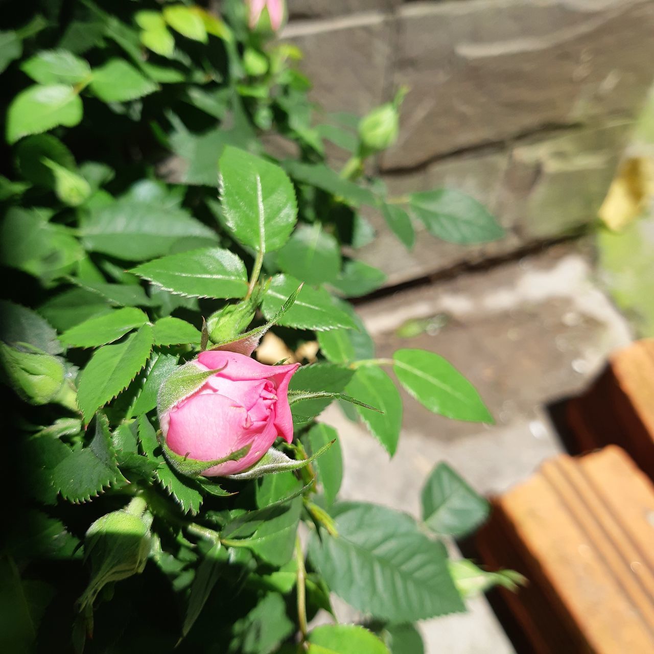 CLOSE-UP OF PINK ROSE