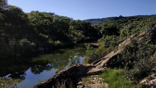 Scenic view of river in forest against sky