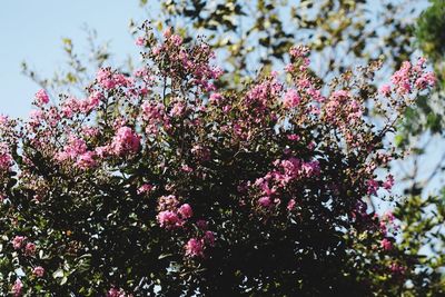 Low angle view of pink flowering tree