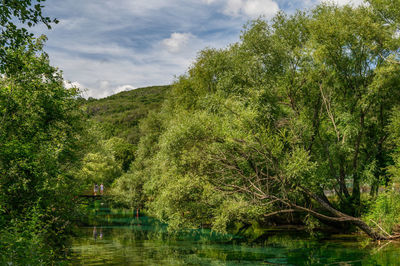 Scenic view of lake in forest against sky