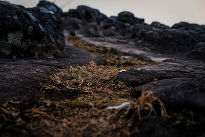 Surface level of rocks on field