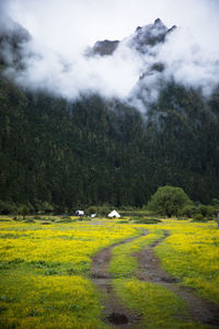 Scenic view of landscape against sky