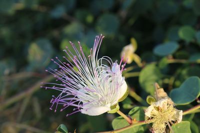 Close-up of purple flowering plant