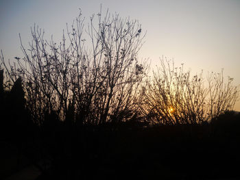 Silhouette plants against sky during sunset