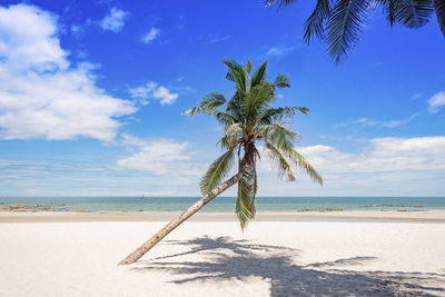 Palm trees on beach against sky