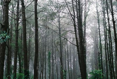 View of trees in forest