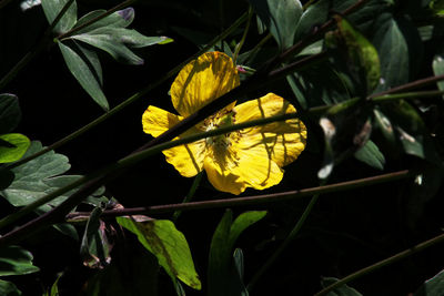 Close-up of yellow flowering plant