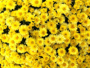 High angle view of yellow flowering plants