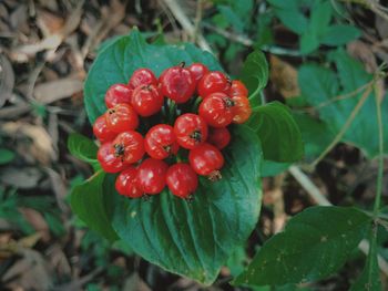 Close-up of red berries growing on plant