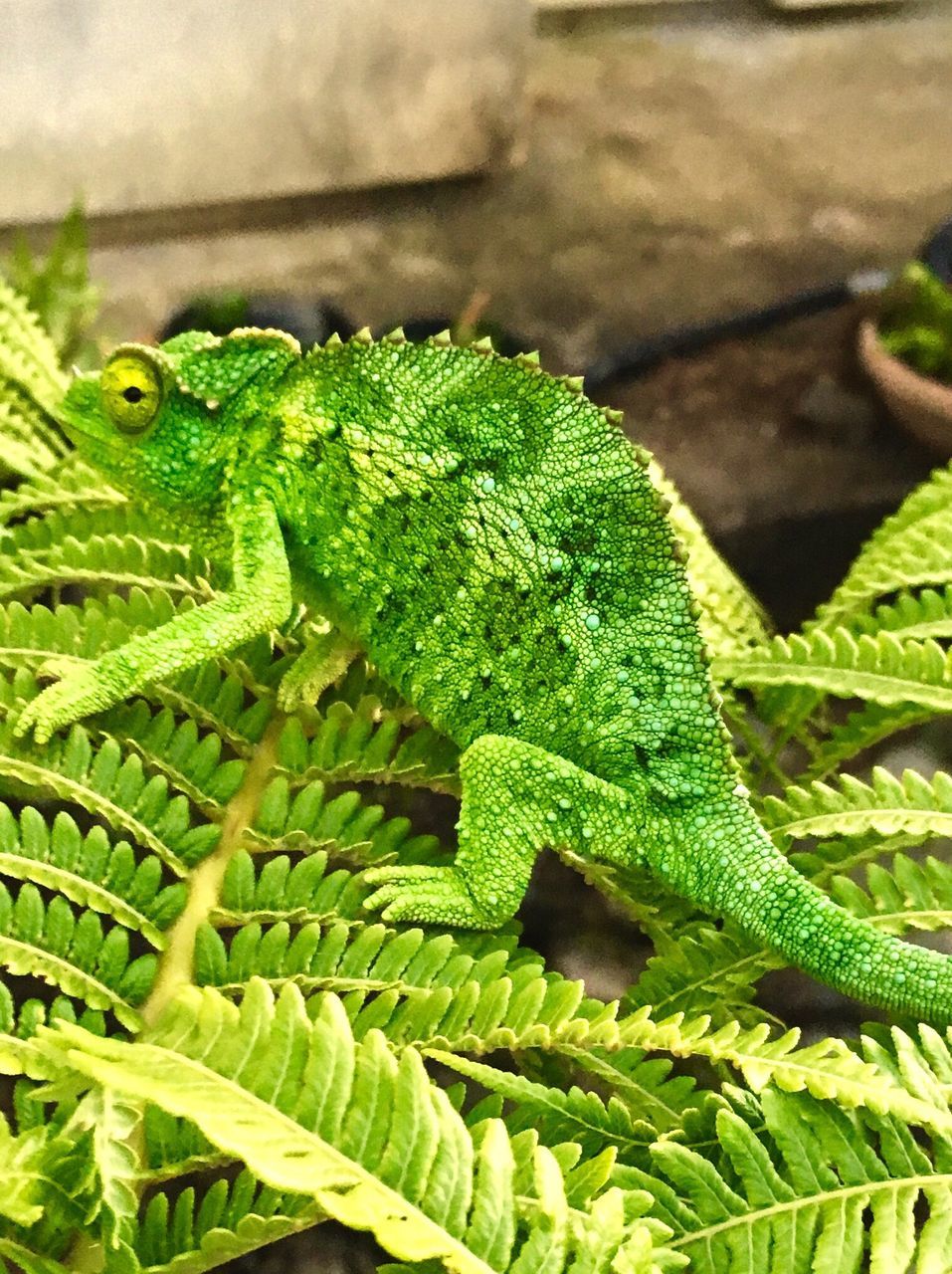 green color, close-up, nature, one animal, animals in the wild, animal themes, growth, leaf, no people, outdoors, day, beauty in nature, chameleon