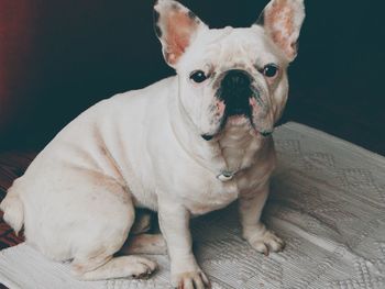 Close-up of dog sitting on floor