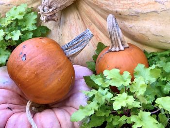 High angle view of pumpkins on table