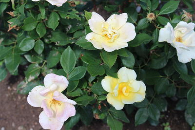 Close-up of pink flower blooming outdoors