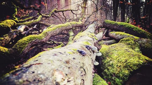 Moss growing on tree trunk