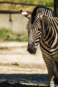 Zebras standing in zoo