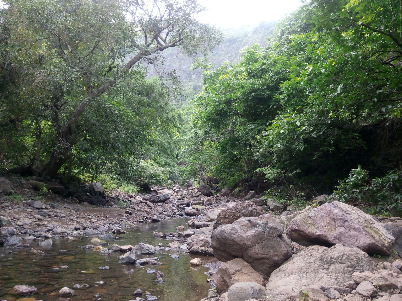 STREAM FLOWING THROUGH FOREST