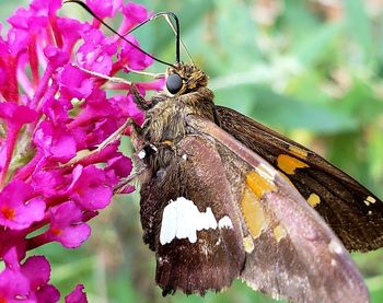 Close-up of butterfly on pink flower