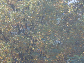 Low angle view of flowering plants by trees