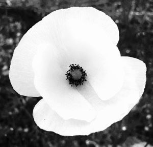 Close-up of white flower