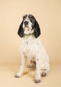 Close-up of dog against pink background