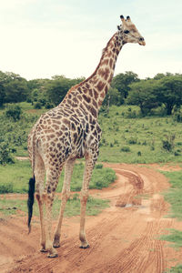 Side view of giraffe standing on landscape against sky