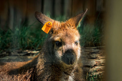 Close up of a wallaby sitting in the sun at the zoo