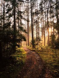 Dirt road amidst trees in forest