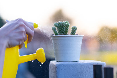 Close-up of hand holding potted plant on table