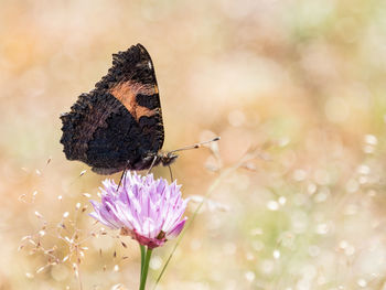 Close-up of butterfly pollinating on purple flower