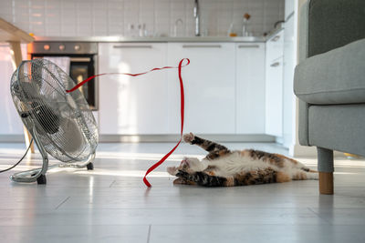 High angle view of cat lying on floor