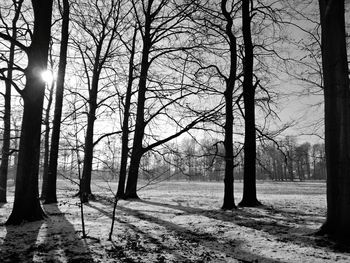 Trees in forest