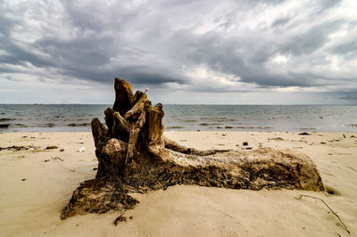 Driftwood on beach against sky