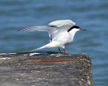 Seagull perching on a sea